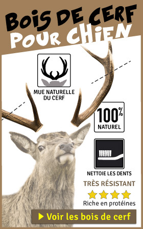 BOIS DE CERF