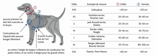 Guide des tailles Collier Premium rouille pour chien