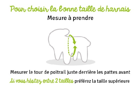 Guide des tailles Collier Premium pour Chien Menthe